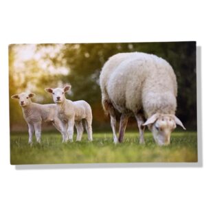 10 Wenskaarten blanco dieren | 11x17cm | incl. Envelop | BL4.2.4