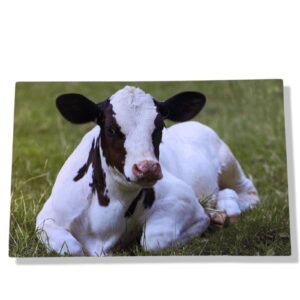 10 Wenskaarten blanco dieren | 11x17cm | incl. Envelop | BL4.2.6