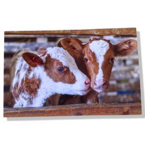 10 Wenskaarten blanco dieren | 11x17cm | incl. Envelop | BL4.2.7