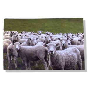 10 Wenskaarten blanco dieren | 11x17cm | incl. Envelop | BL4.2.8