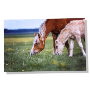10 Wenskaarten blanco dieren | 11x17cm | incl. Envelop | BL4.2.9